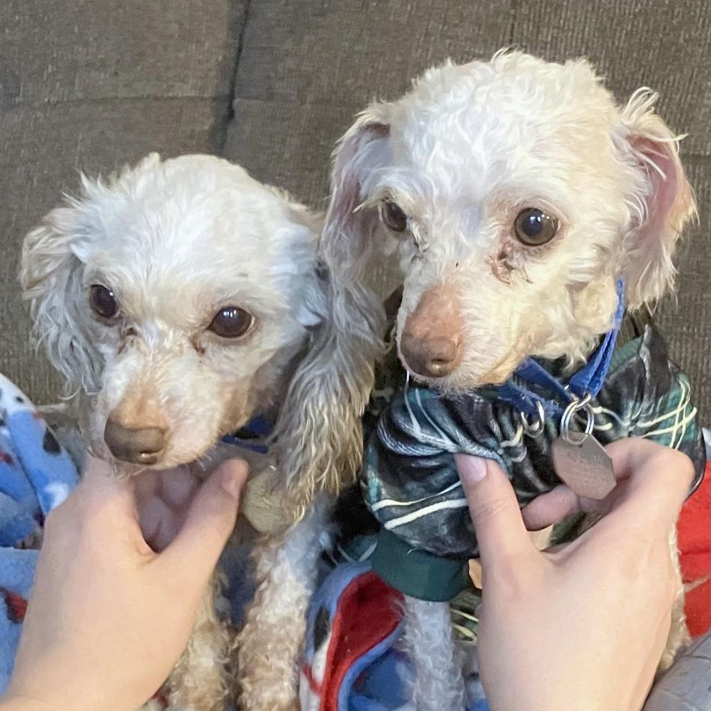 Enlarge Olivia, a Adoptable mixed breed in Woodinville, WA image 5/6