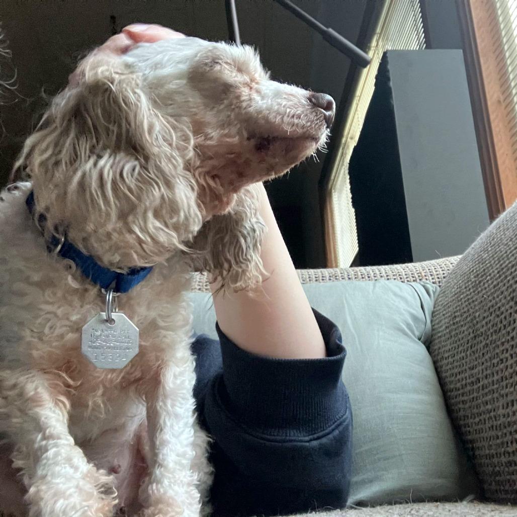 Enlarge Olivia, a Adoptable mixed breed in Woodinville, WA image 6/6