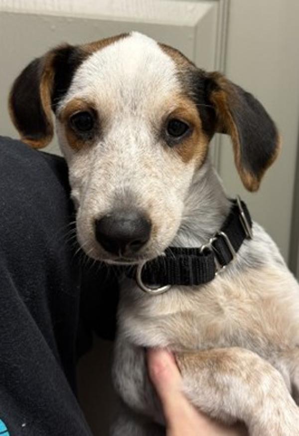 Applebee's, Adoptable, Puppy Female Australian Cattle Dog / Blue Heeler.