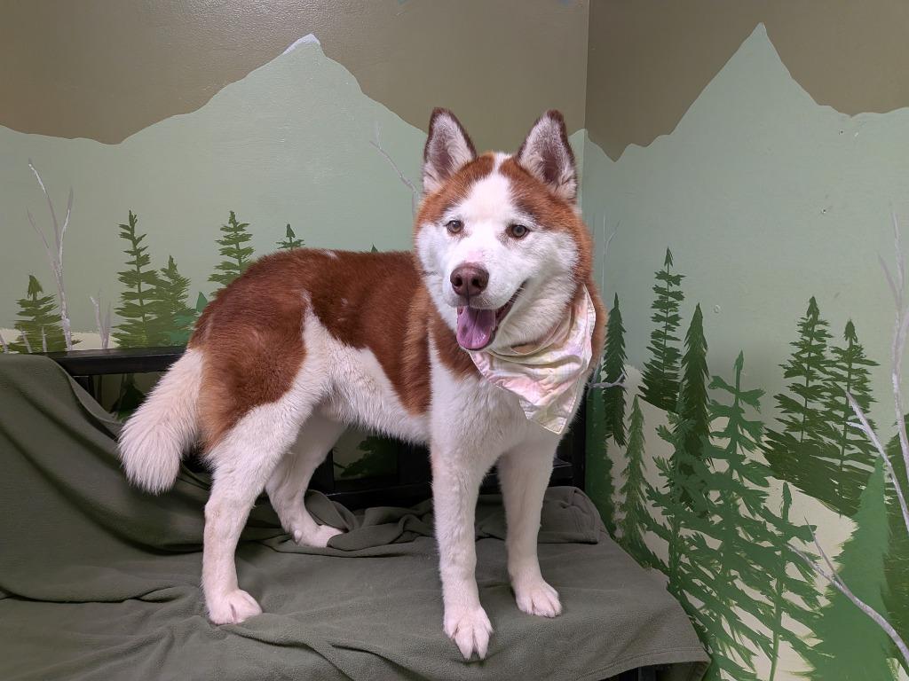 Enlarge Thor, a Adoptable Husky in Logan, UT image 1/4