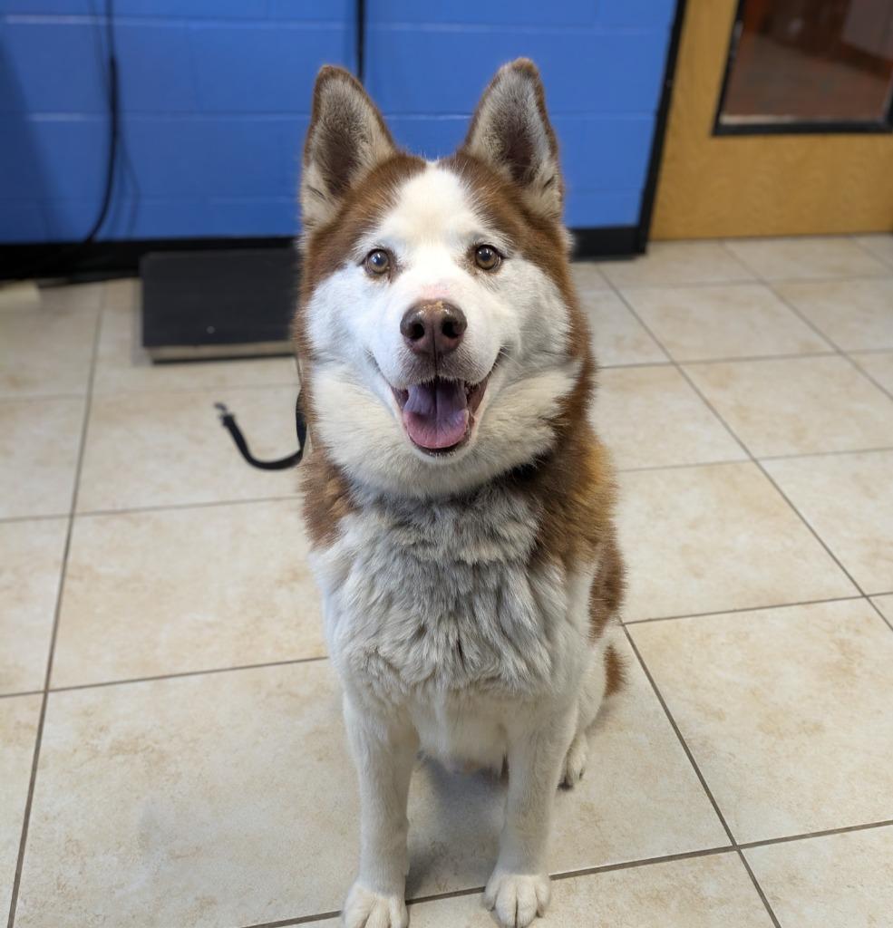 Enlarge Thor, a Adoptable Husky in Logan, UT image 1/4