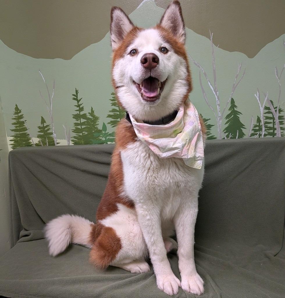 Enlarge Thor, a Adoptable Husky in Logan, UT image 2/4