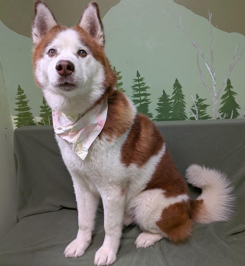 Enlarge Thor, a Adoptable Husky in Logan, UT image 3/4