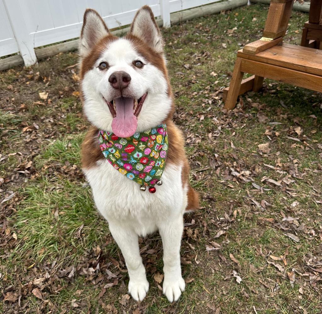 Enlarge Thor, a Adoptable Husky in Logan, UT image 2/4