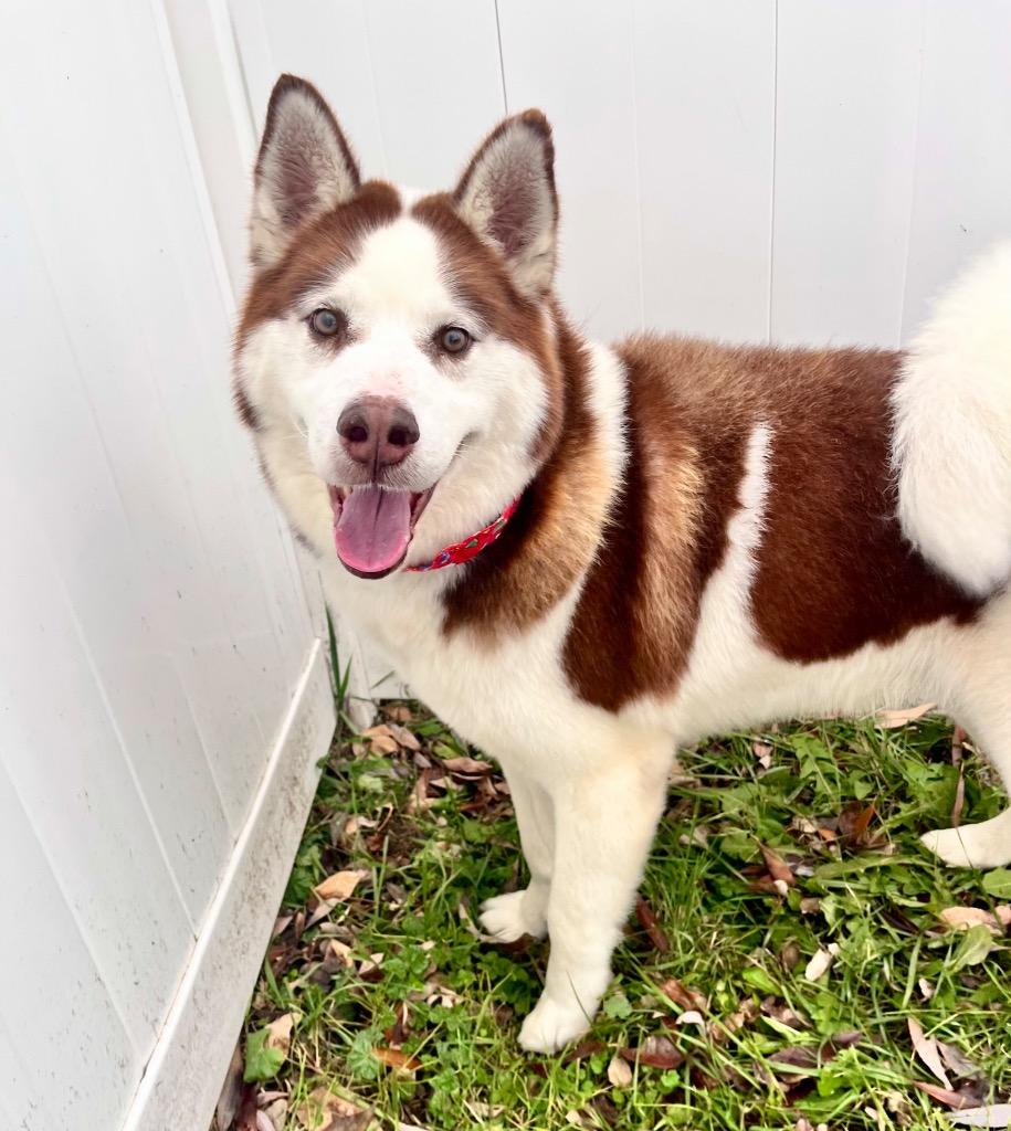 Enlarge Thor, a Adoptable Husky in Logan, UT image 3/4