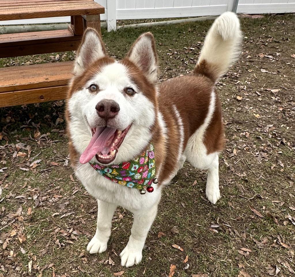 Enlarge Thor, a Adoptable Husky in Logan, UT image 4/4
