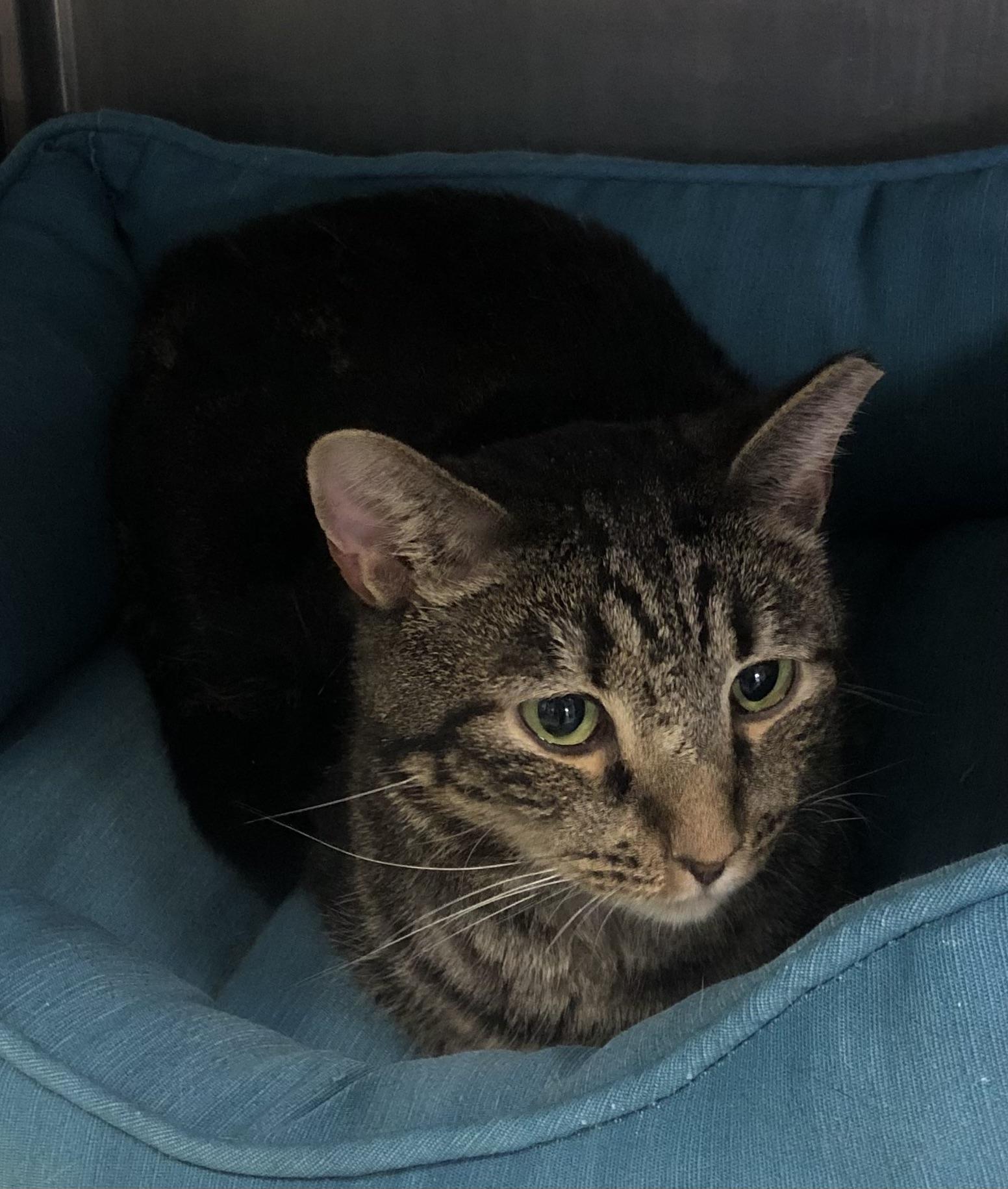 Johnny, Adoptable, Adult Male Domestic Short Hair.