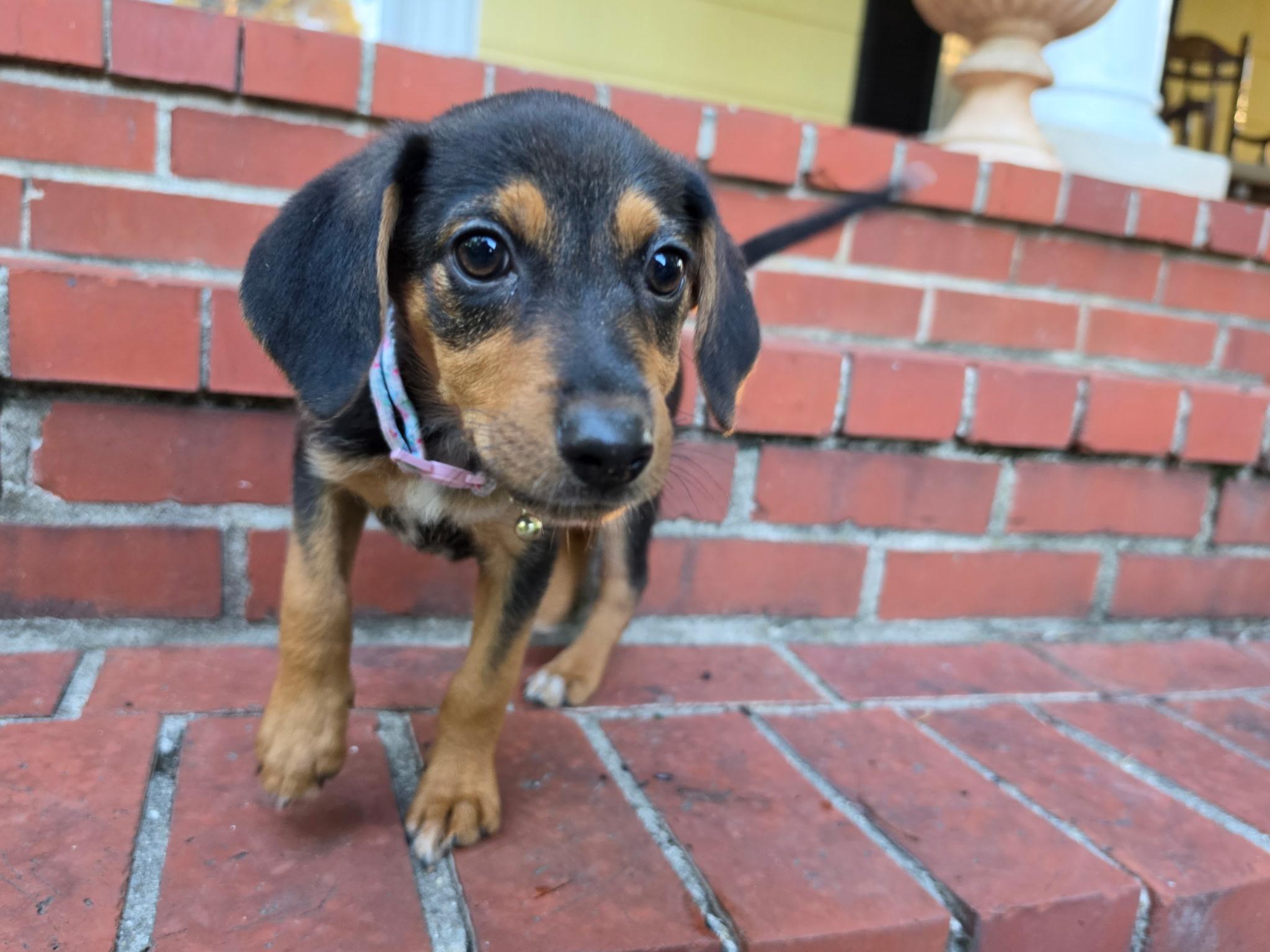 Honey, ADOPTABLE, Puppy Female Beagle.