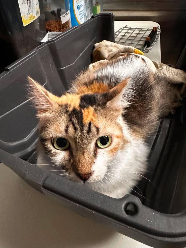 Enlarge Peggy, a Adoptable Domestic Short Hair in Ocala, FL image 1/3