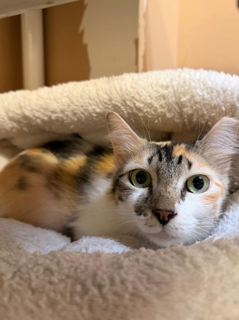 Enlarge Peggy, a Adoptable Domestic Short Hair in Ocala, FL image 2/3