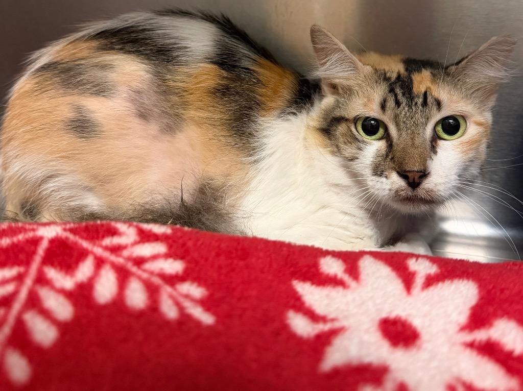 Enlarge Peggy, a Adoptable Domestic Short Hair in Ocala, FL image 3/3