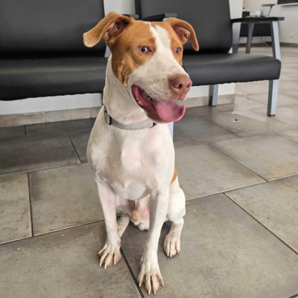 Enlarge Jenkins FC BH, a Adoptable mixed breed in Union, MO image 1/6