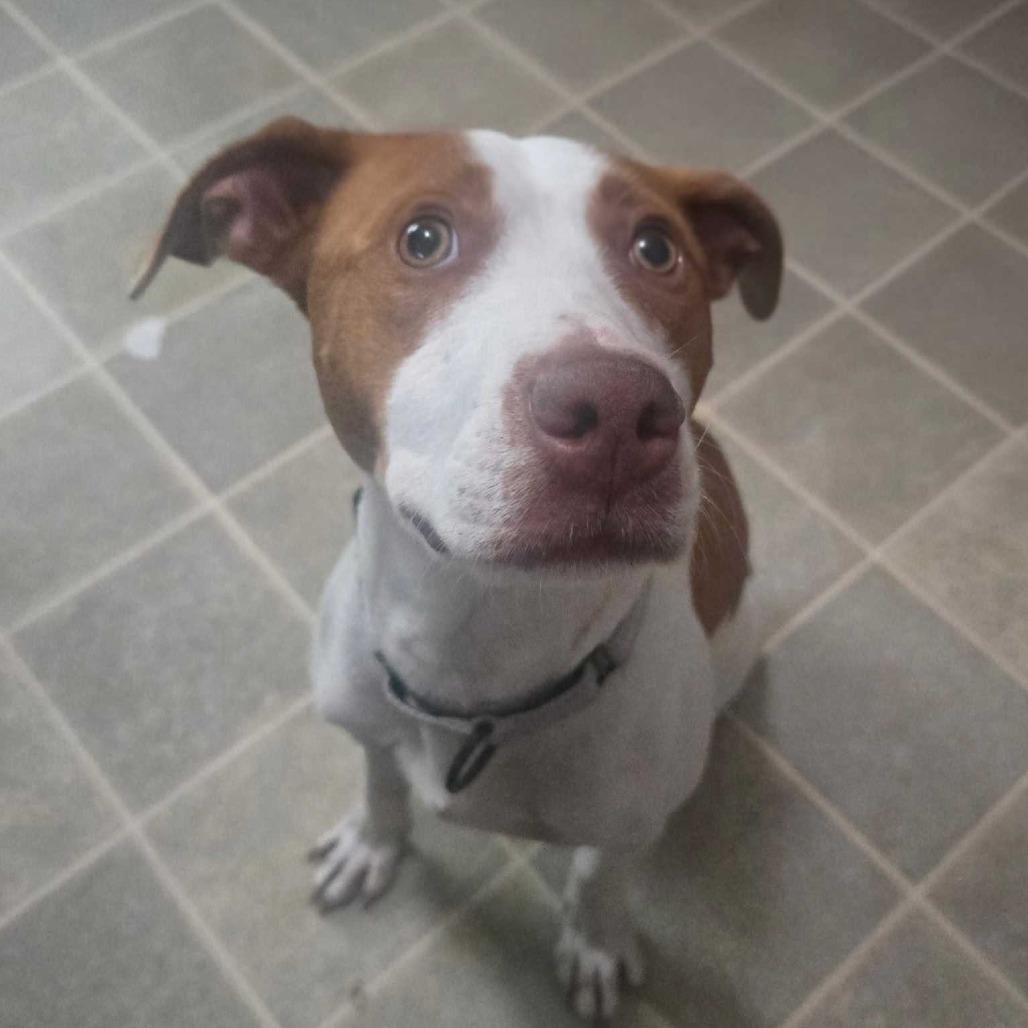 Enlarge Jenkins FC BH, a Adoptable mixed breed in Union, MO image 2/6