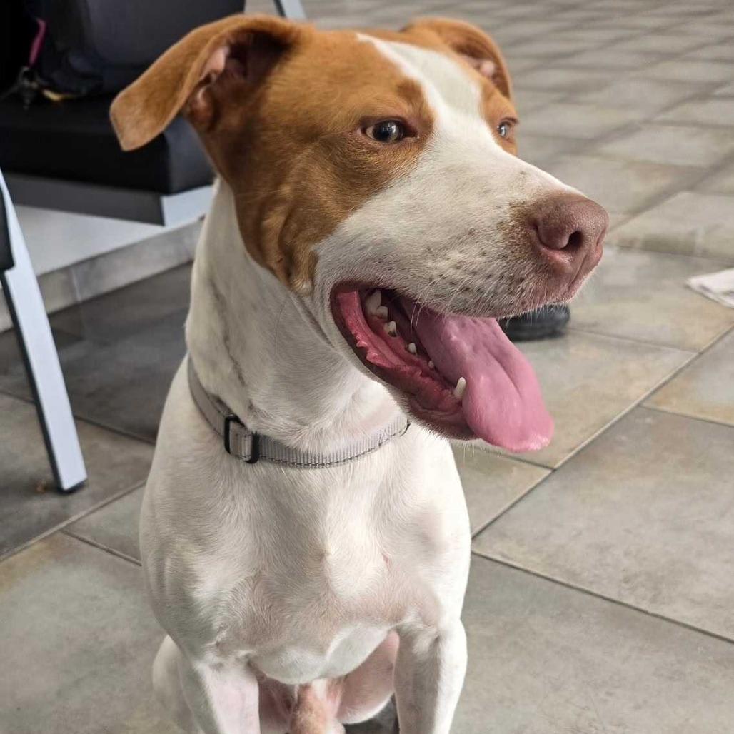 Enlarge Jenkins FC BH, a Adoptable mixed breed in Union, MO image 3/6