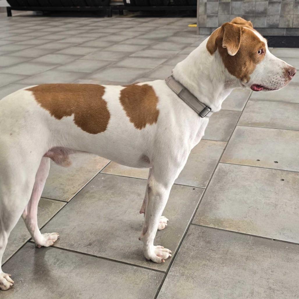 Enlarge Jenkins FC BH, a Adoptable mixed breed in Union, MO image 4/6