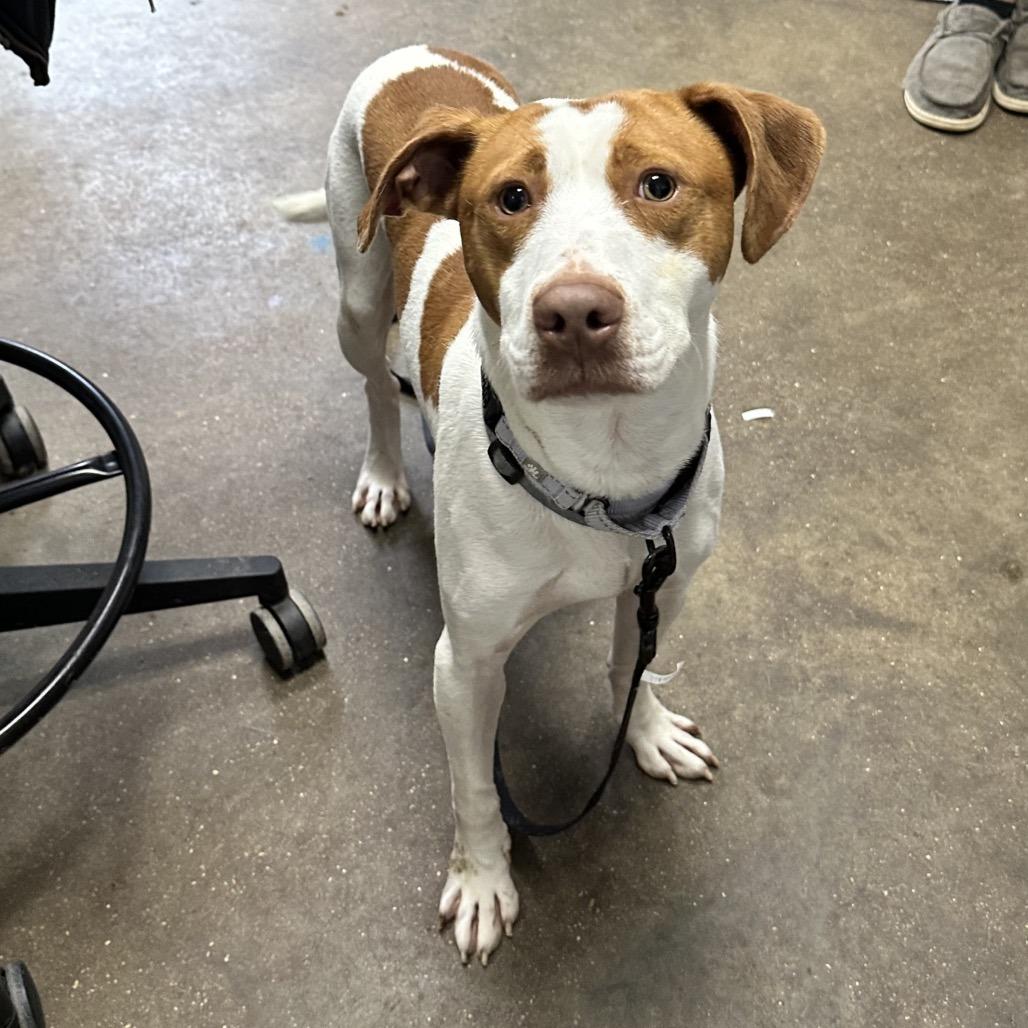 Enlarge Jenkins FC BH, a Adoptable mixed breed in Union, MO image 5/6