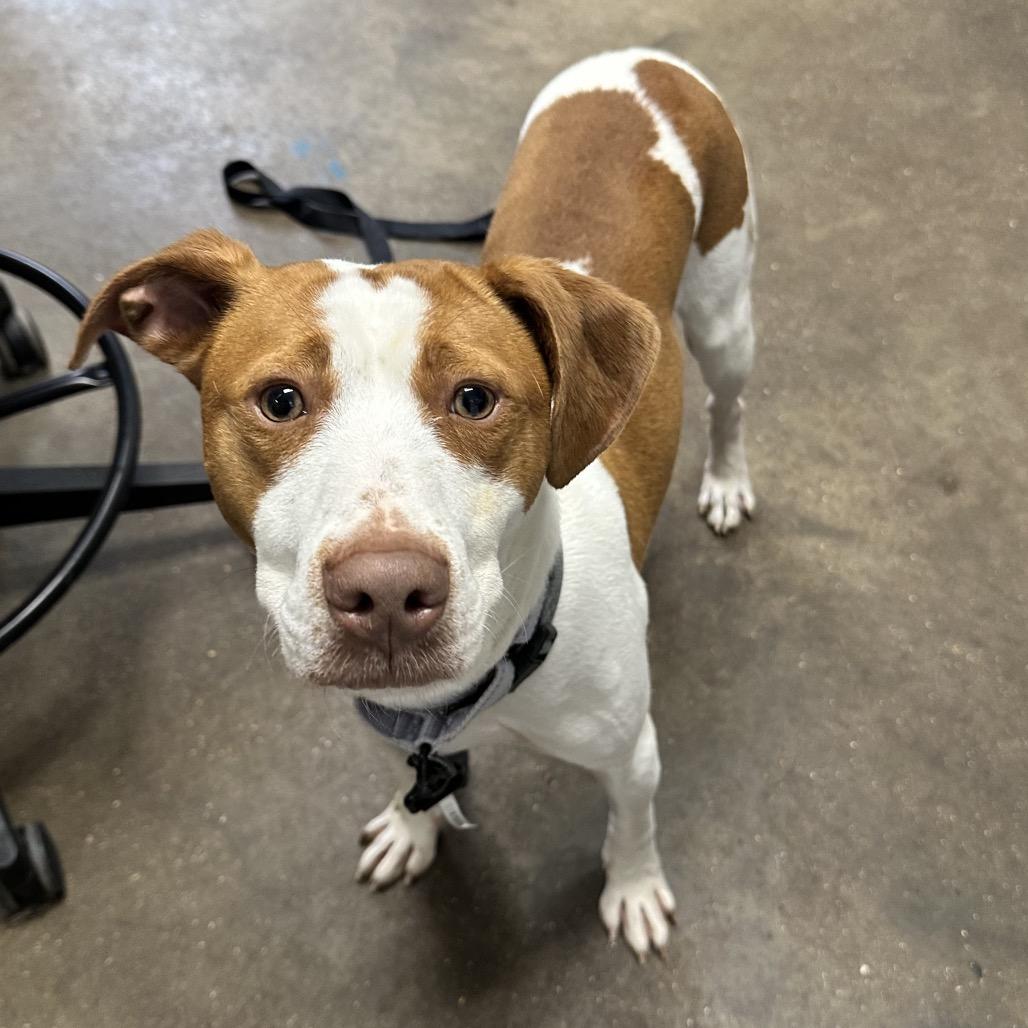 Enlarge Jenkins FC BH, a Adoptable mixed breed in Union, MO image 6/6