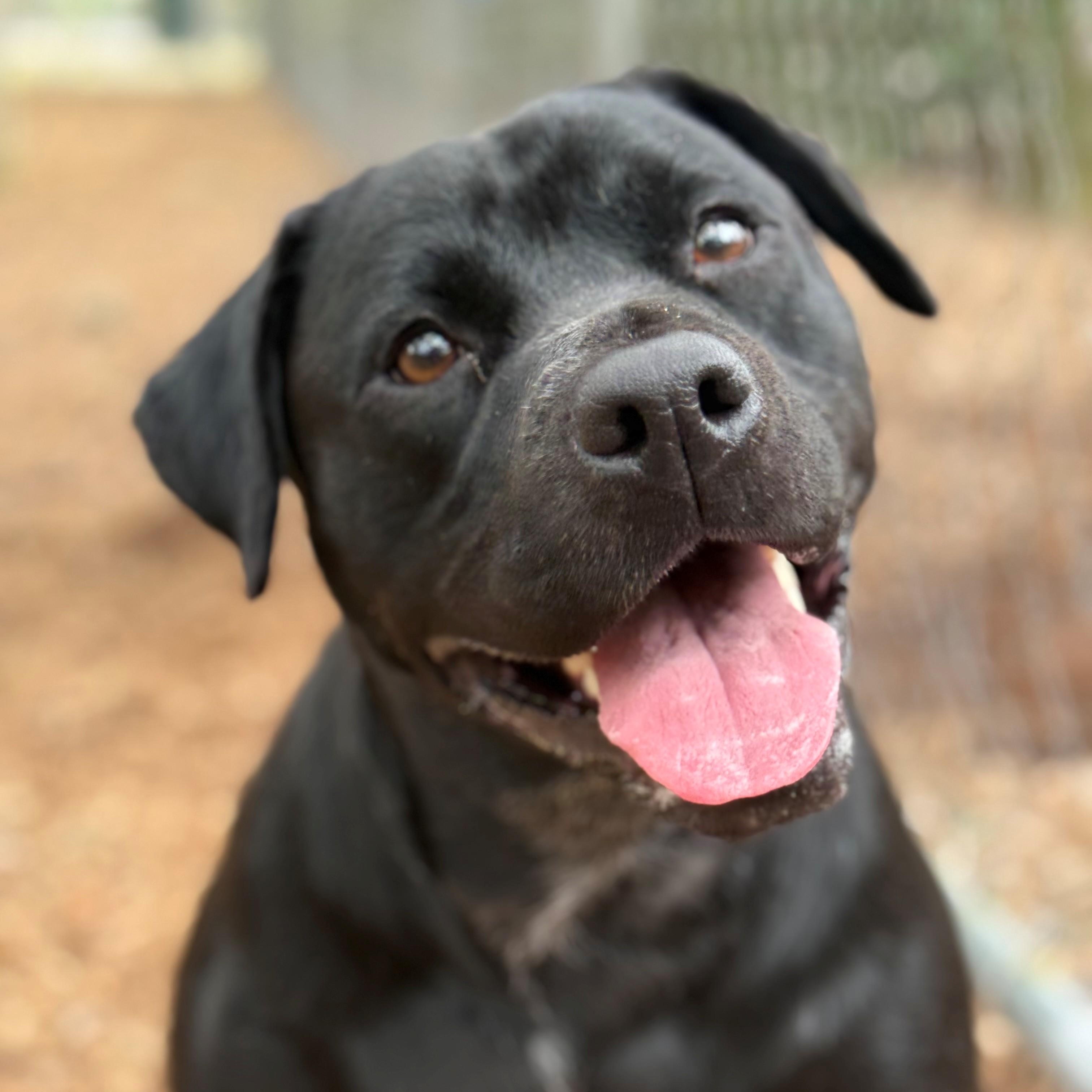 Maggie, adopted, Adult Female Black Labrador Retriever.