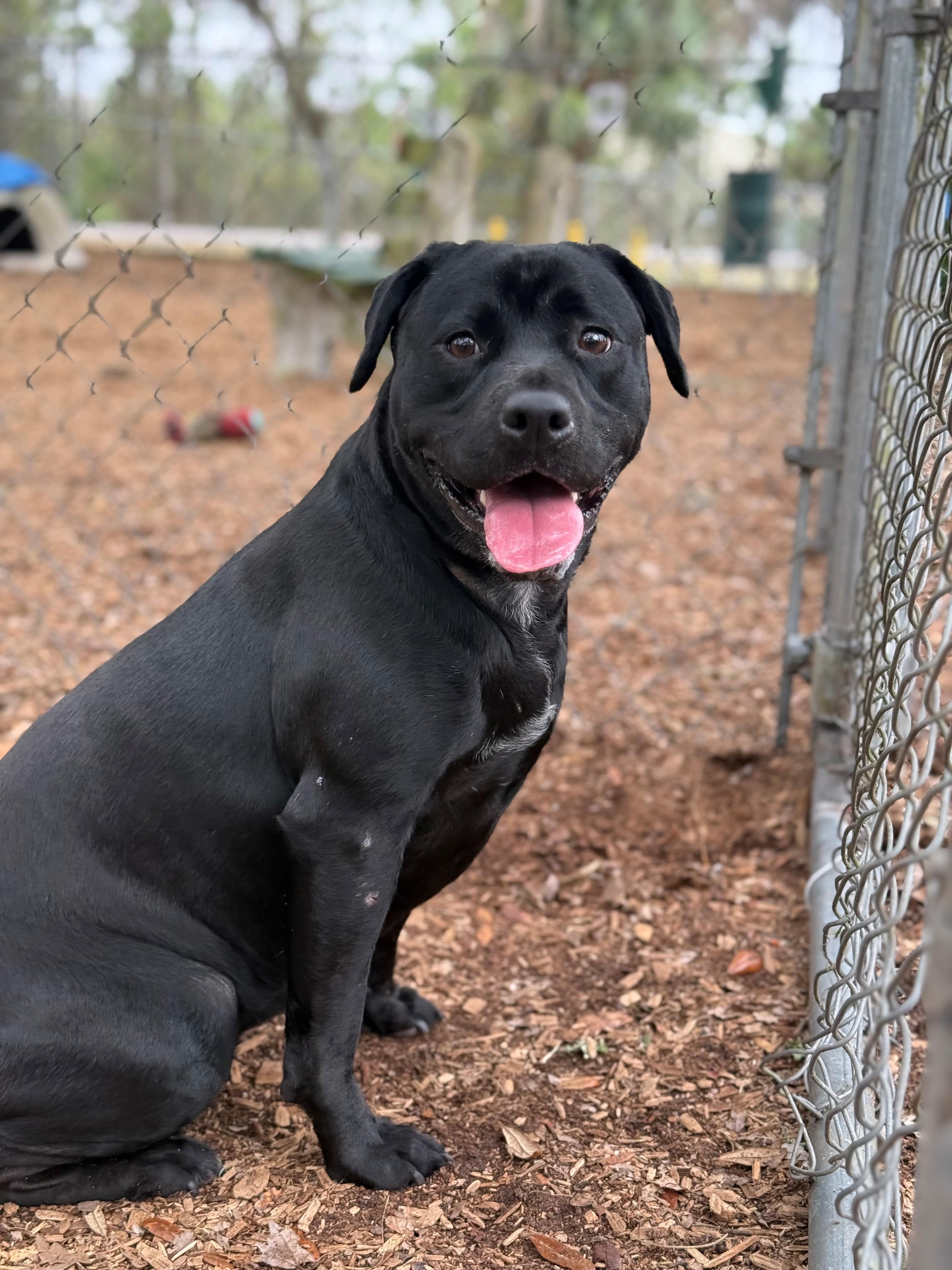 Enlarge Maggie, an adopted mixed breed in St. Augustine, FL image 3/3