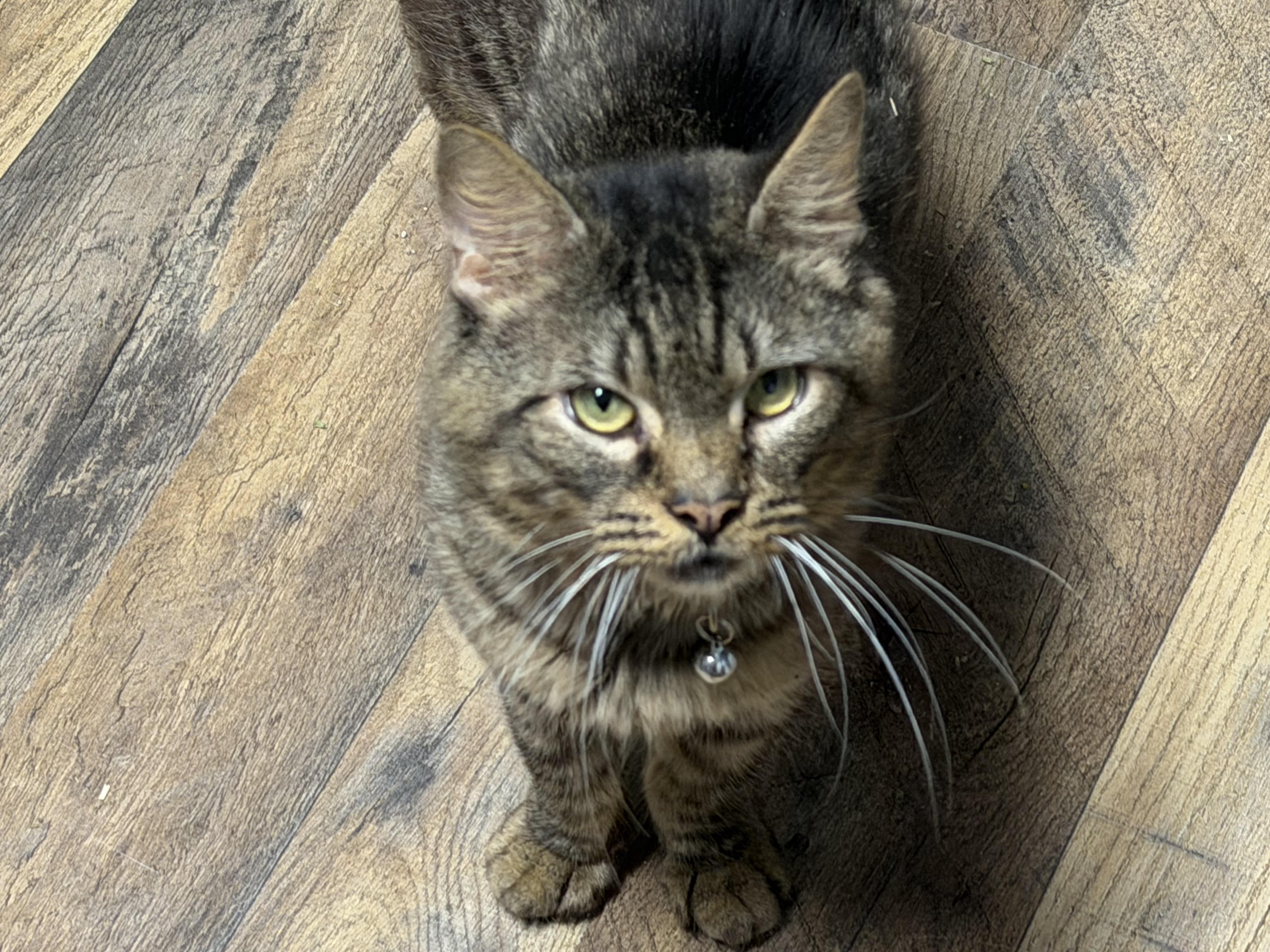Enlarge Owen, a Adoptable Domestic Medium Hair in Pottsville, PA image 1/5