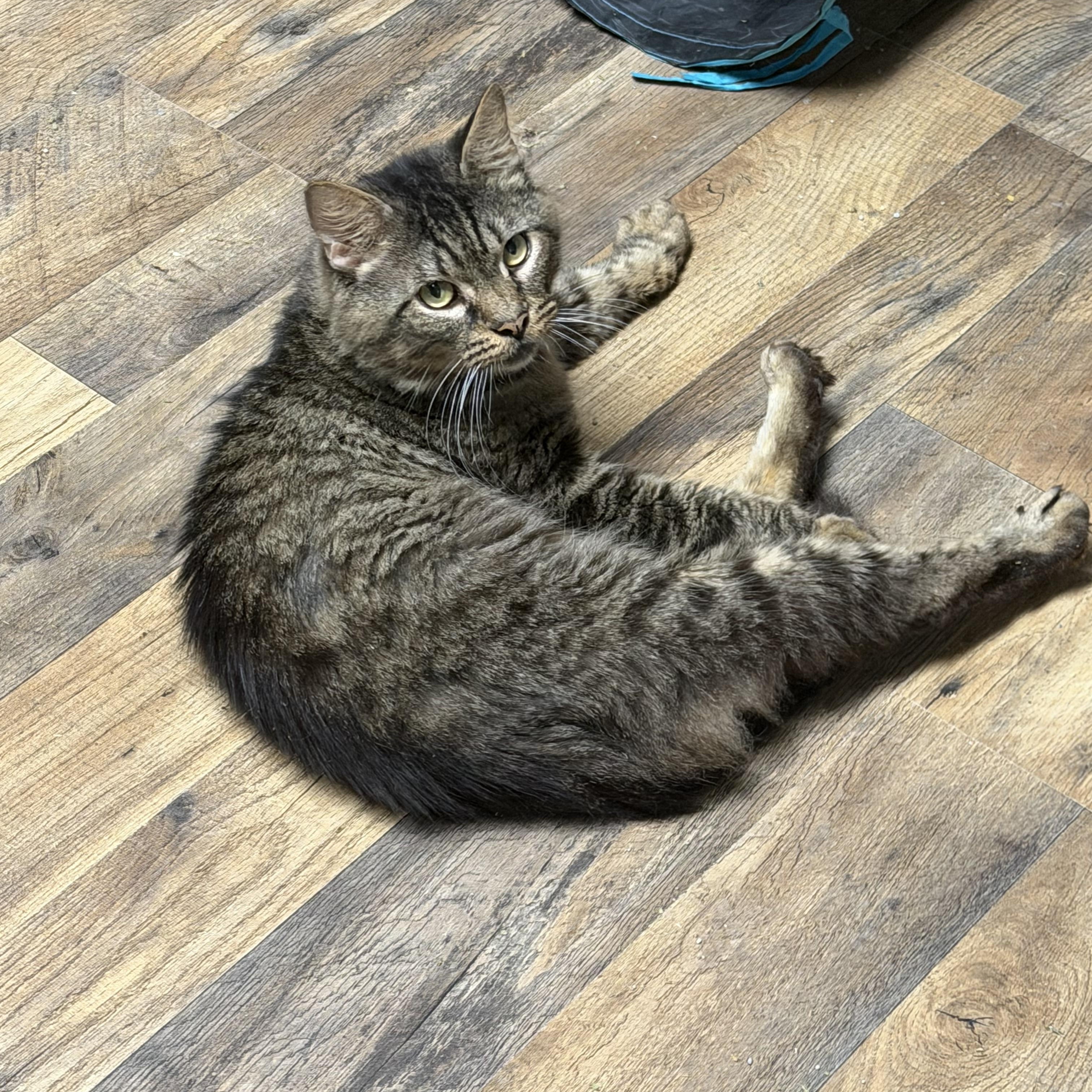 Enlarge Owen, a Adoptable Domestic Medium Hair in Pottsville, PA image 2/5