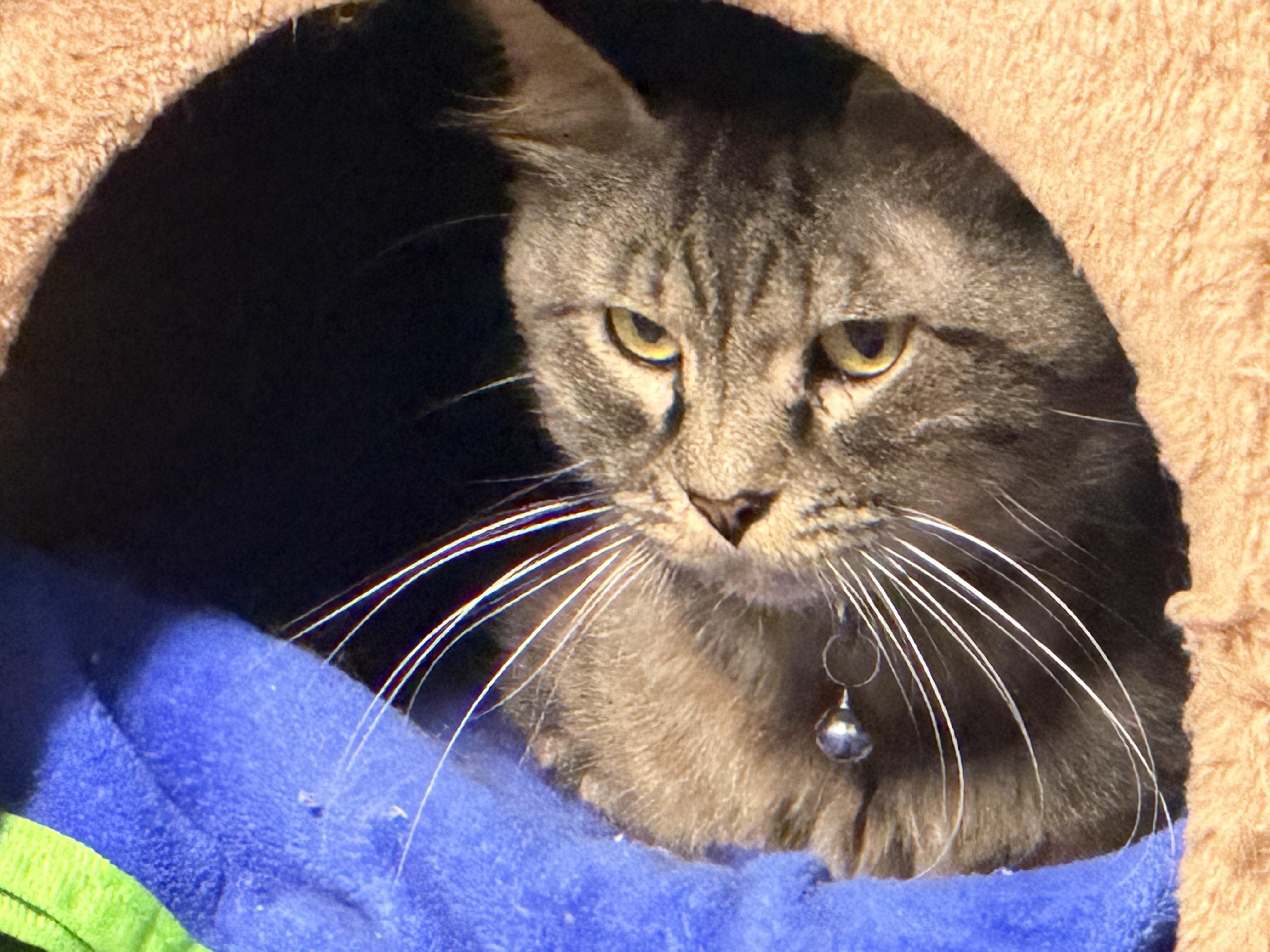 Enlarge Owen, a Adoptable Domestic Medium Hair in Pottsville, PA image 6/6