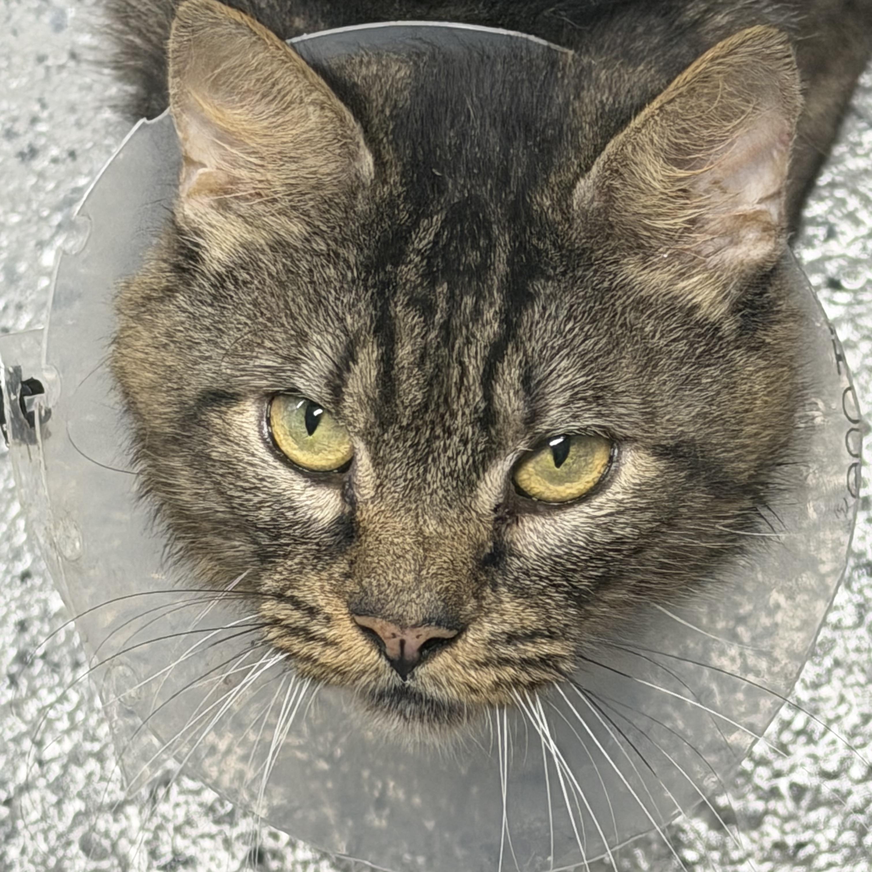Enlarge Owen, a Adoptable Domestic Medium Hair in Pottsville, PA image 4/5