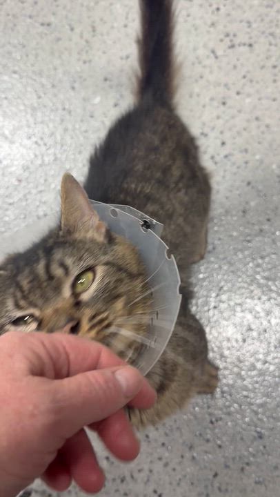 Enlarge Owen, a Adoptable Domestic Medium Hair in Pottsville, PA video 3/5