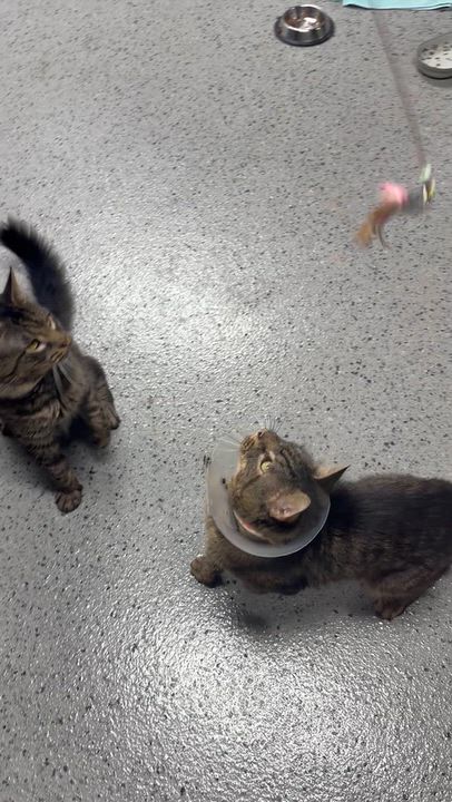 Enlarge Owen, a Adoptable Domestic Medium Hair in Pottsville, PA video 5/5