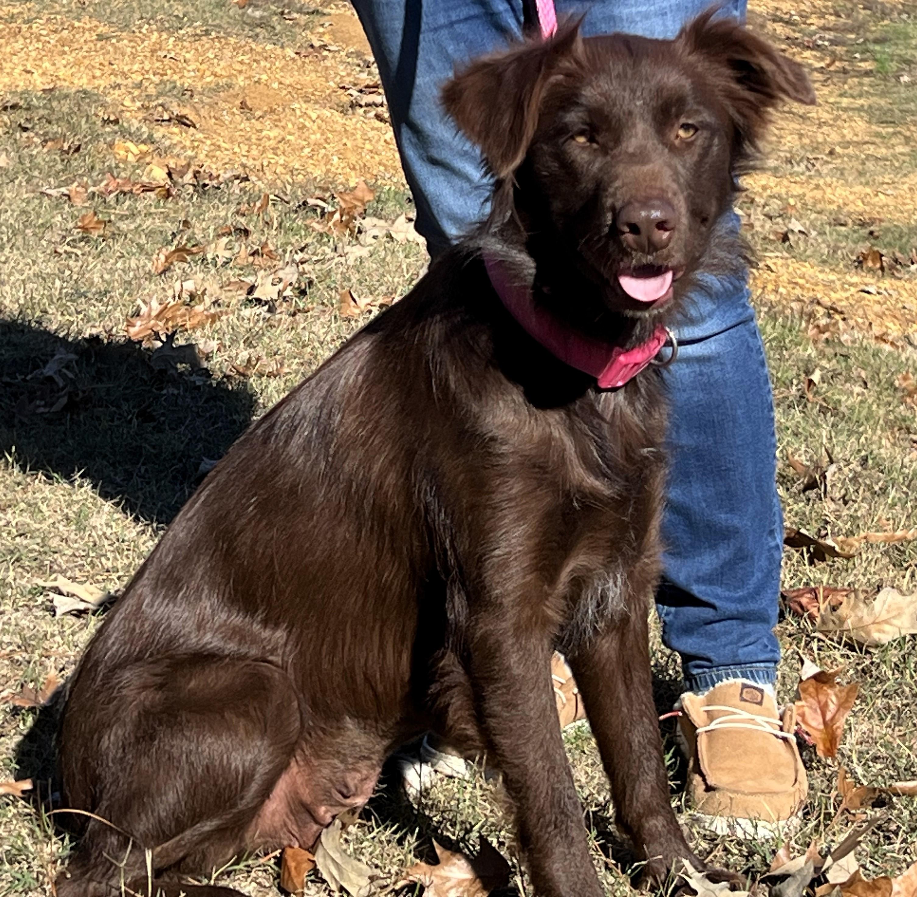 Enlarge CAMILLA- VERY SMART and GORGEOUS!, a ADOPTABLE Australian Shepherd in Newington, CT image 4/6