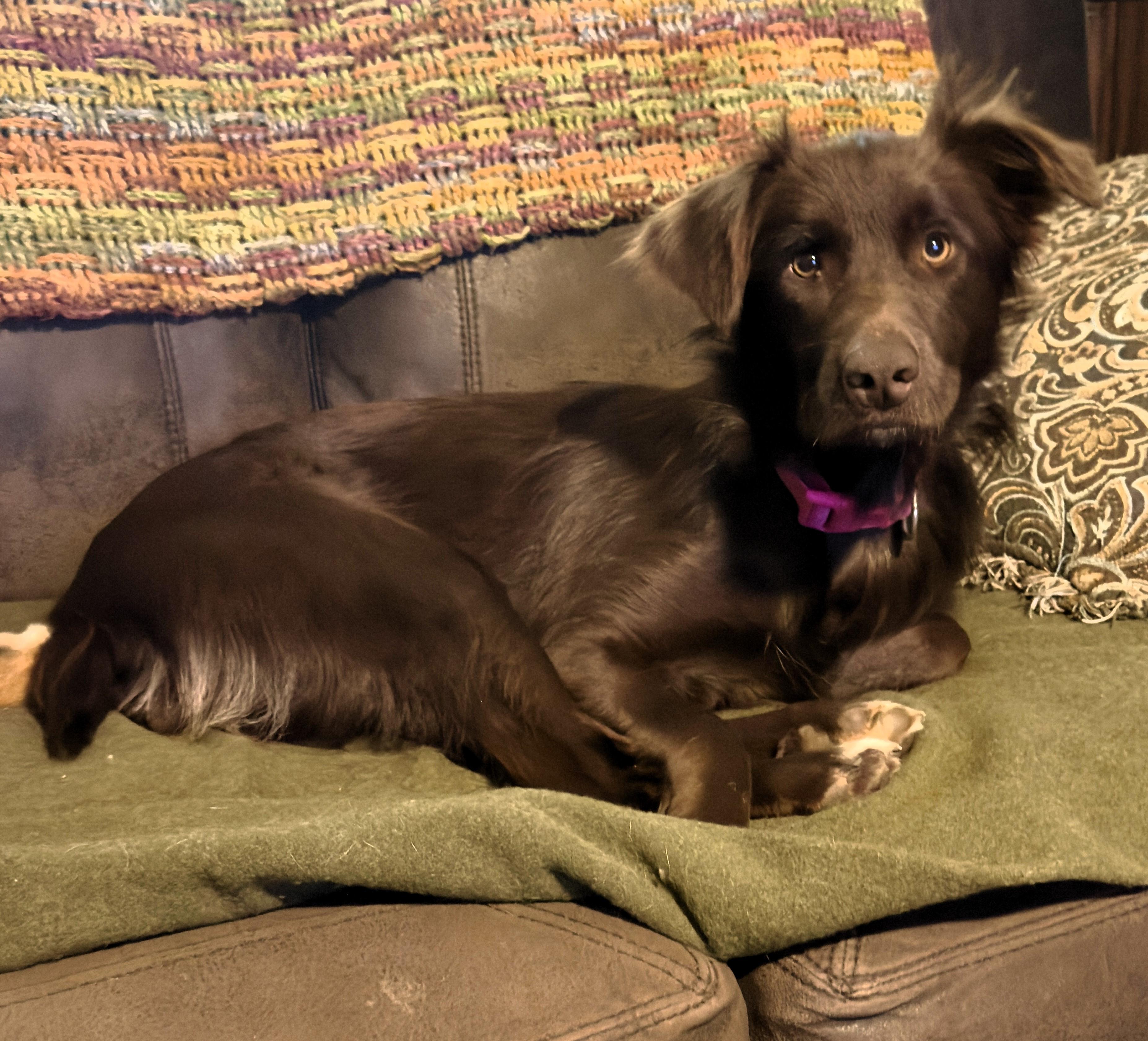 Enlarge CAMILLA- VERY SMART and GORGEOUS!, a ADOPTABLE Australian Shepherd in Newington, CT image 5/6