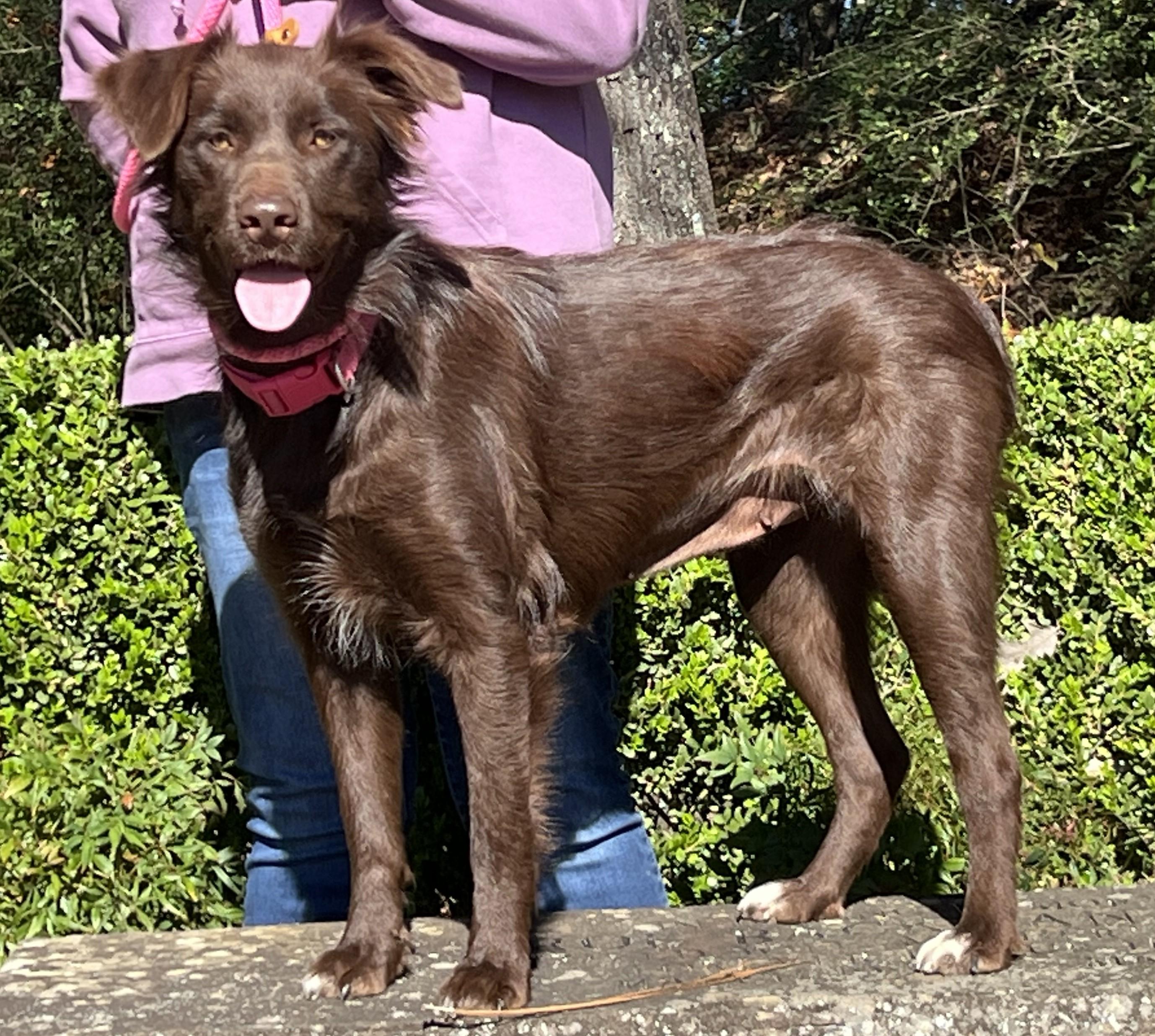 Enlarge CAMILLA- VERY SMART and GORGEOUS!, a ADOPTABLE Australian Shepherd in Newington, CT image 2/6