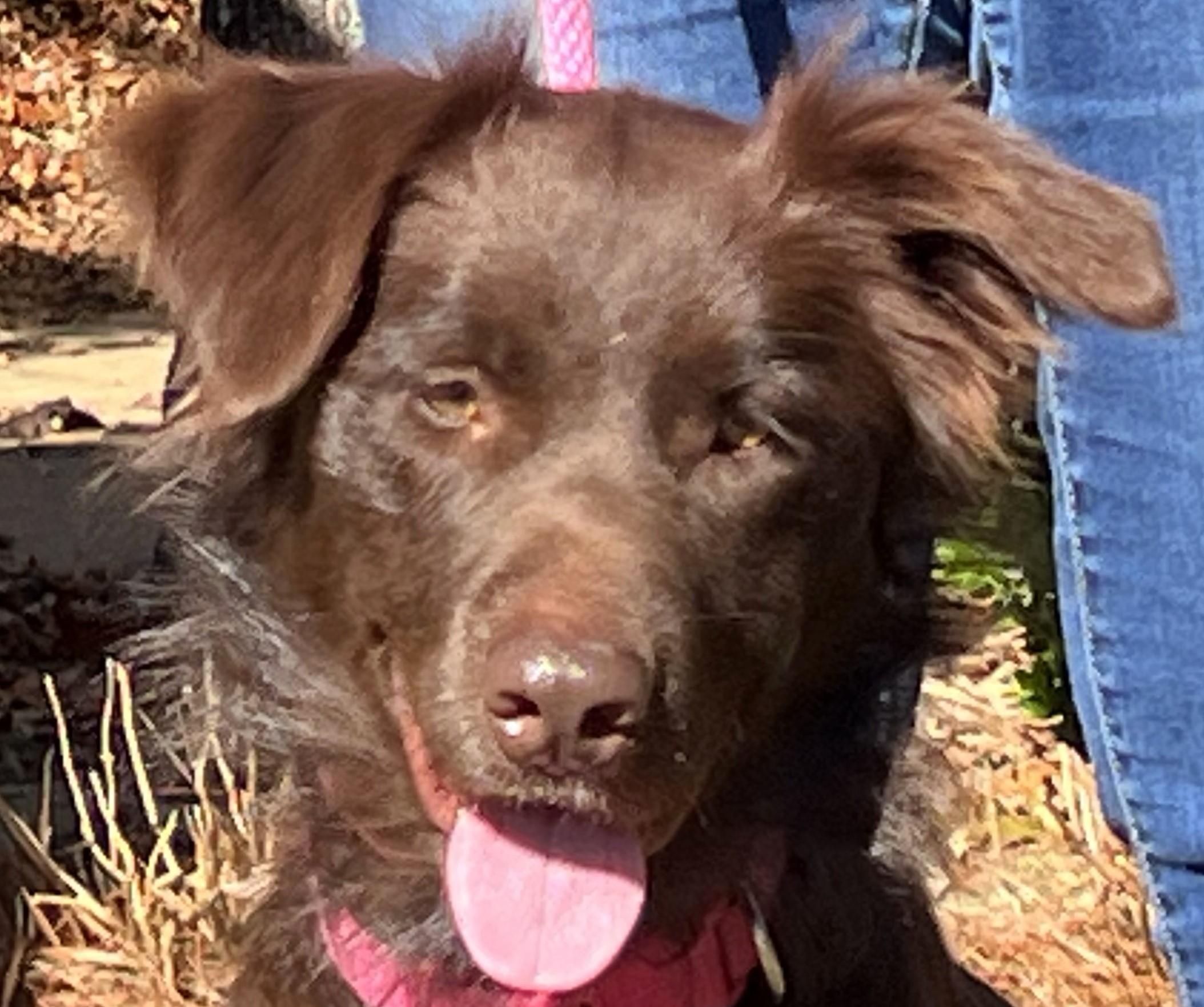 Enlarge CAMILLA- VERY SMART and GORGEOUS!, a ADOPTABLE Australian Shepherd in Newington, CT image 6/6
