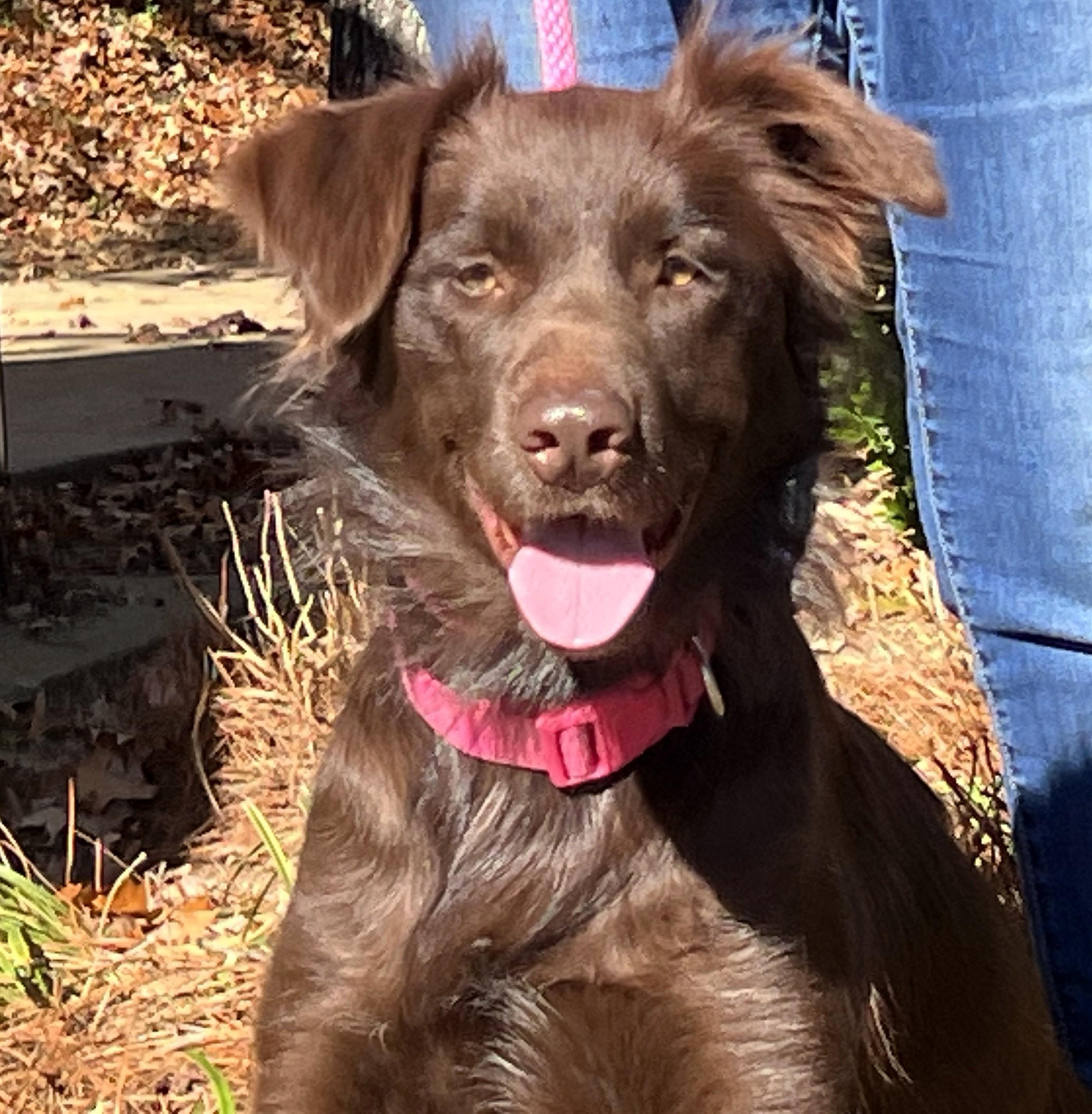 Enlarge CAMILLA- VERY SMART and GORGEOUS!, a ADOPTABLE Australian Shepherd in Newington, CT image 1/6