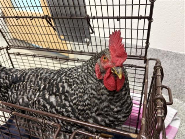 ODIN, Adoptable, Young Male Chicken.