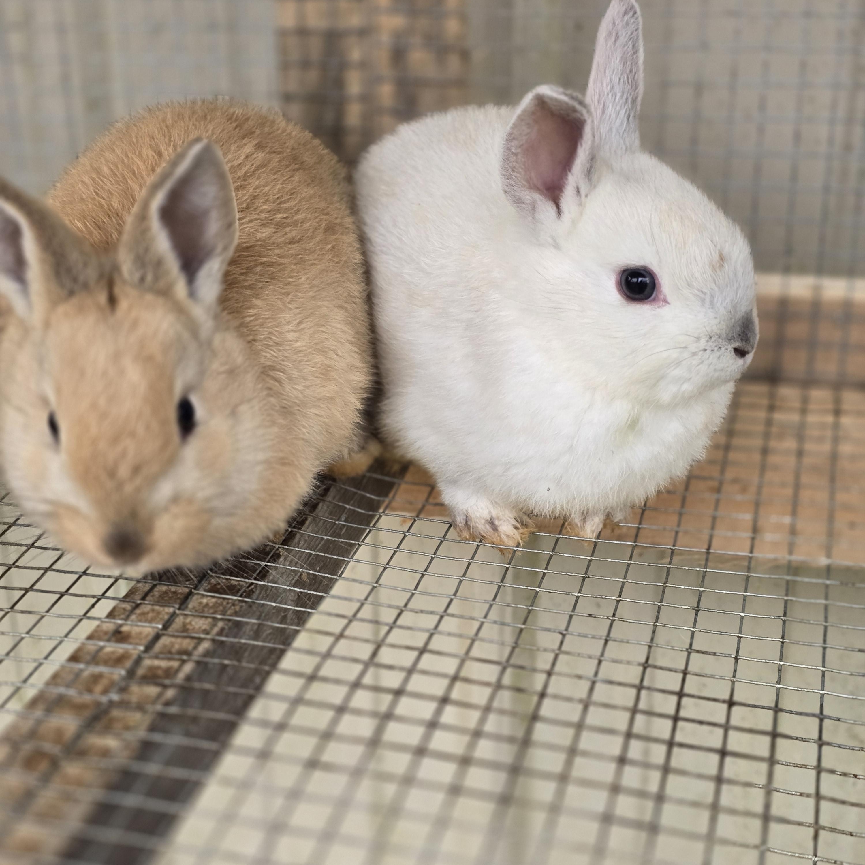 Frosty and santa, ADOPTABLE, Baby Female Lionhead.