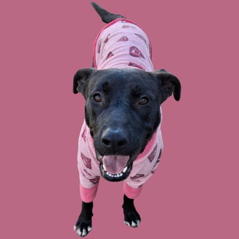 NALA, Adoptable, Adult Female Pit Bull Terrier & Labrador Retriever.
