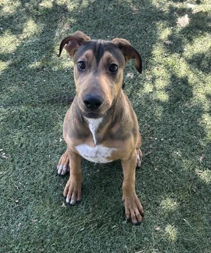 Enlarge Tobi, a Adoptable mixed breed in Red Bluff, CA image 2/3