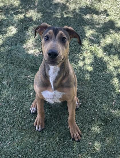 Enlarge Tobi, a Adoptable mixed breed in Red Bluff, CA image 3/3
