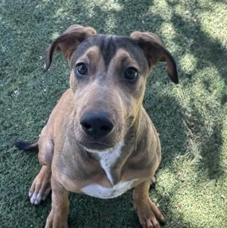 Enlarge Tobi, a Adoptable mixed breed in Red Bluff, CA image 1/3