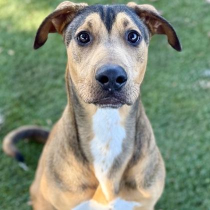 Tobi, Adoptable, Young Male Doberman Pinscher & Pit Bull Terrier.