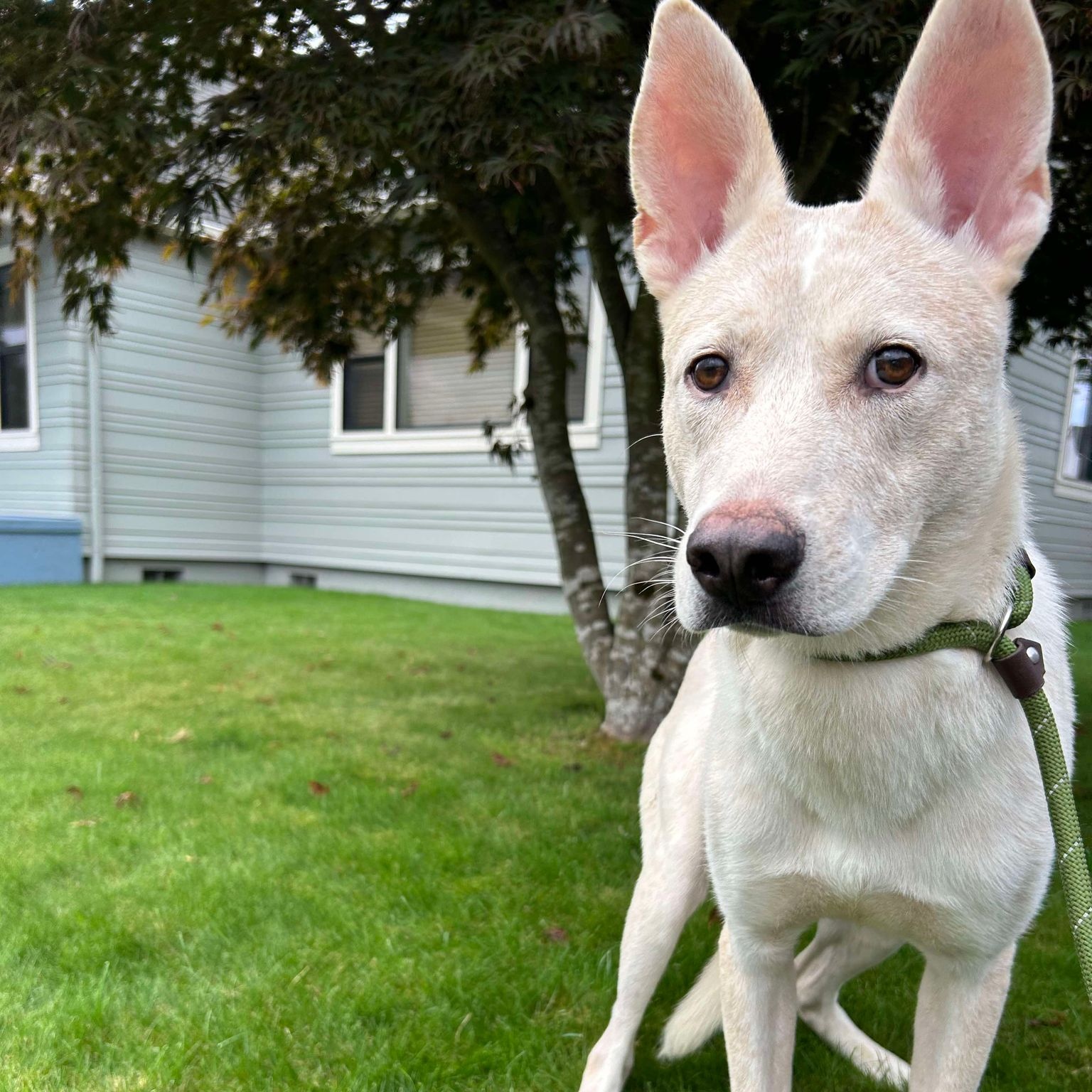 Oliver - Shy, sweet boy, a Adoptable mixed breed in Tacoma, WA image 1/4