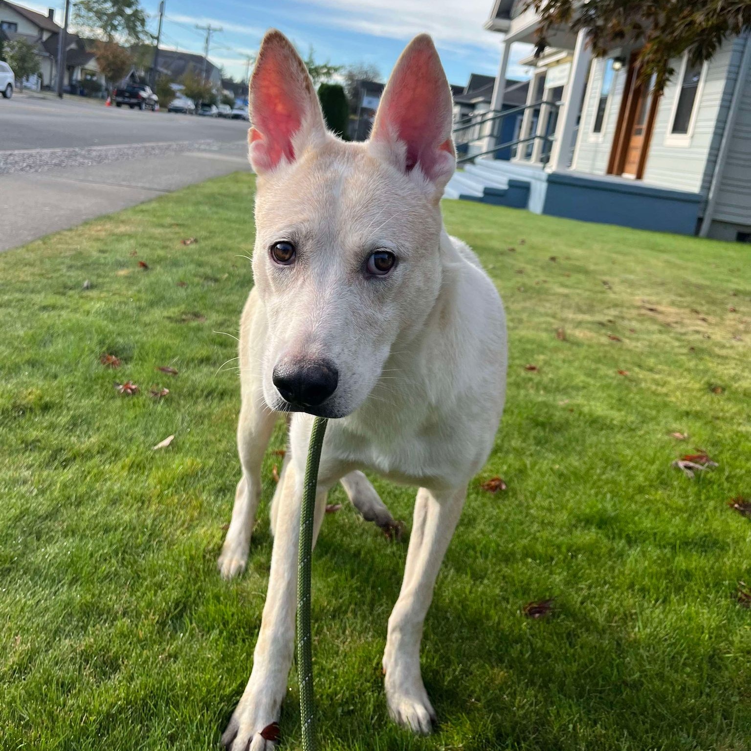 Oliver - Shy, sweet boy, a Adoptable mixed breed in Tacoma, WA image 2/4