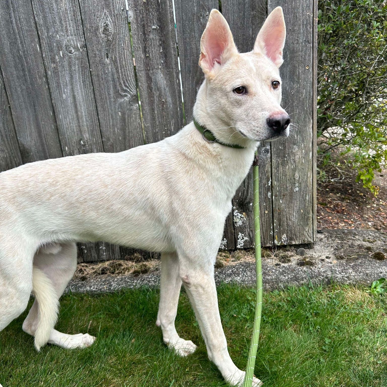 Oliver - Shy, sweet boy, a Adoptable mixed breed in Tacoma, WA image 3/4