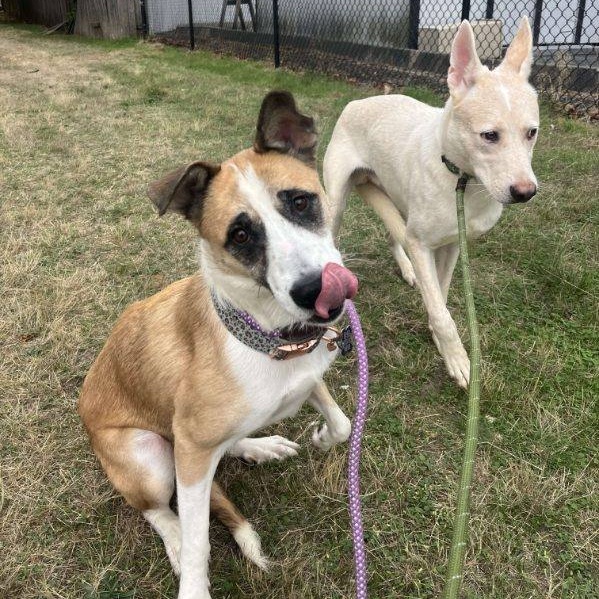 Oliver - Shy, sweet boy, a Adoptable mixed breed in Tacoma, WA image 4/4
