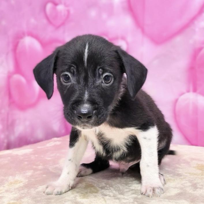 Colin, Adoptable, Puppy Male Hound & Labrador Retriever.