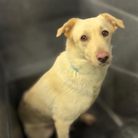 Enlarge Dolly (prev. Brioche), a Adoptable mixed breed in Phoenix, AZ image 1/3