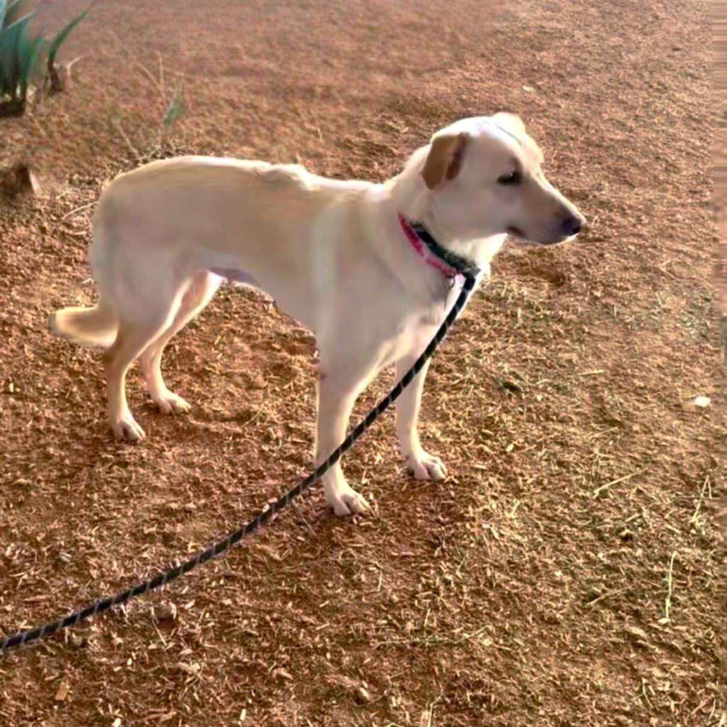 Enlarge Dolly (prev. Brioche), a Adoptable mixed breed in Phoenix, AZ image 2/3