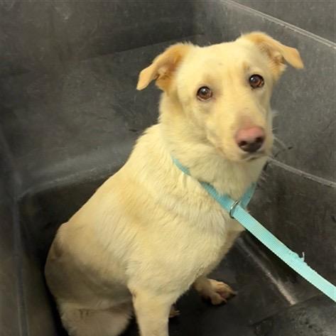 Dolly (prev. Brioche), Adoptable, Adult Female Yellow Labrador Retriever & Mixed Breed.
