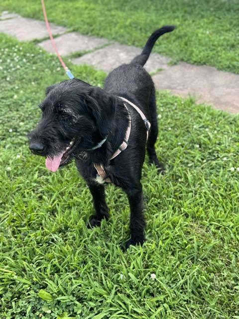 Dollie, an adoptable Labradoodle, Irish Wolfhound in Aspen, CO, 81612 | Photo Image 4